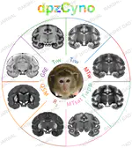 dpzCyno (Multi-contrast MRI template of the cynomolgus macaque brain)